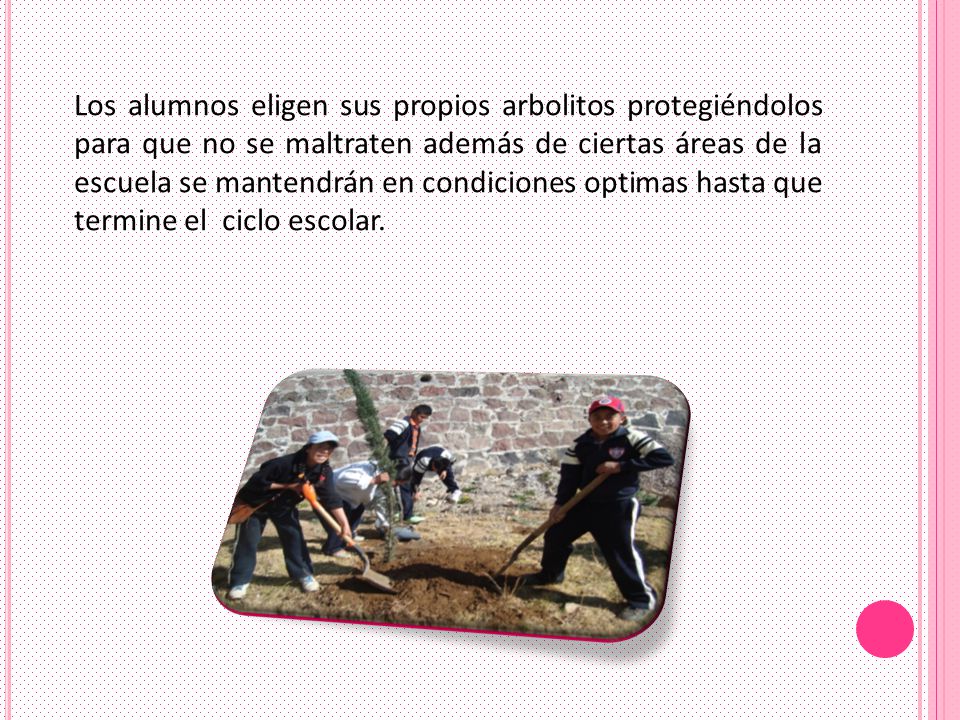 Los alumnos eligen sus propios arbolitos protegiéndolos para que no se maltraten además de ciertas áreas de la escuela se mantendrán en condiciones optimas hasta que termine el ciclo escolar.