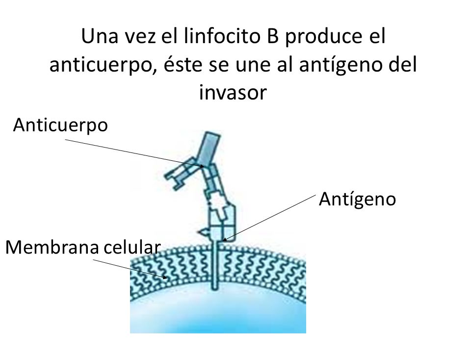 Una vez el linfocito B produce el anticuerpo, éste se une al antígeno del invasor