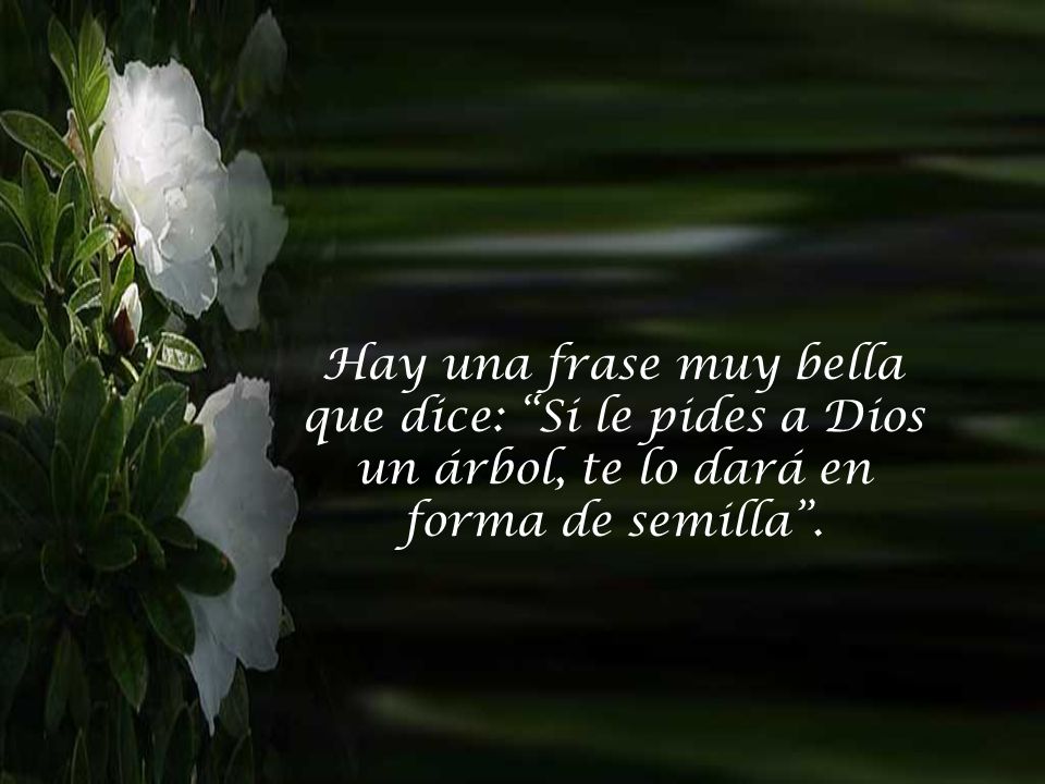 Hay una frase muy bella que dice: Si le pides a Dios un árbol, te lo dará en forma de semilla .