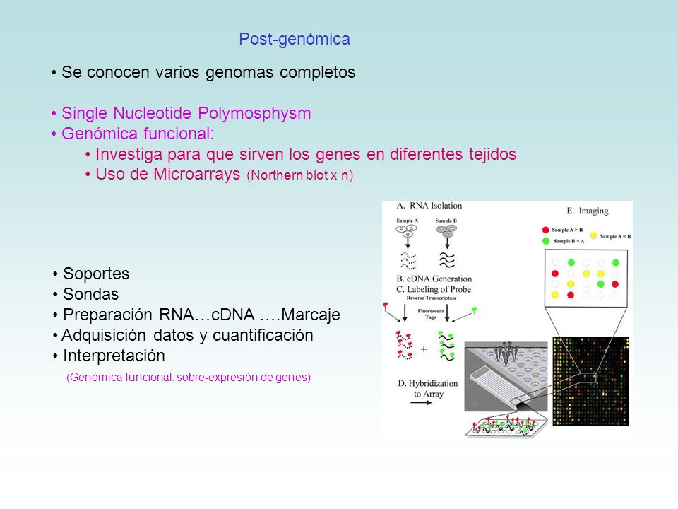 Post-genómica Se conocen varios genomas completos. Single Nucleotide Polymosphysm. Genómica funcional: