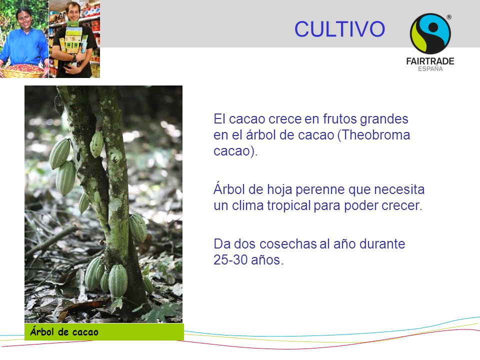 CULTIVO El cacao crece en frutos grandes en el árbol de cacao (Theobroma cacao).