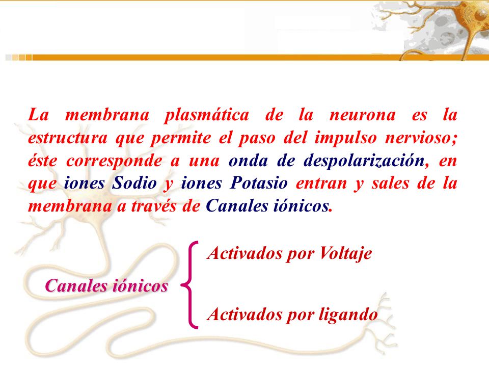 La membrana plasmática de la neurona es la estructura que permite el paso del impulso nervioso; éste corresponde a una onda de despolarización, en que iones Sodio y iones Potasio entran y sales de la membrana a través de Canales iónicos.