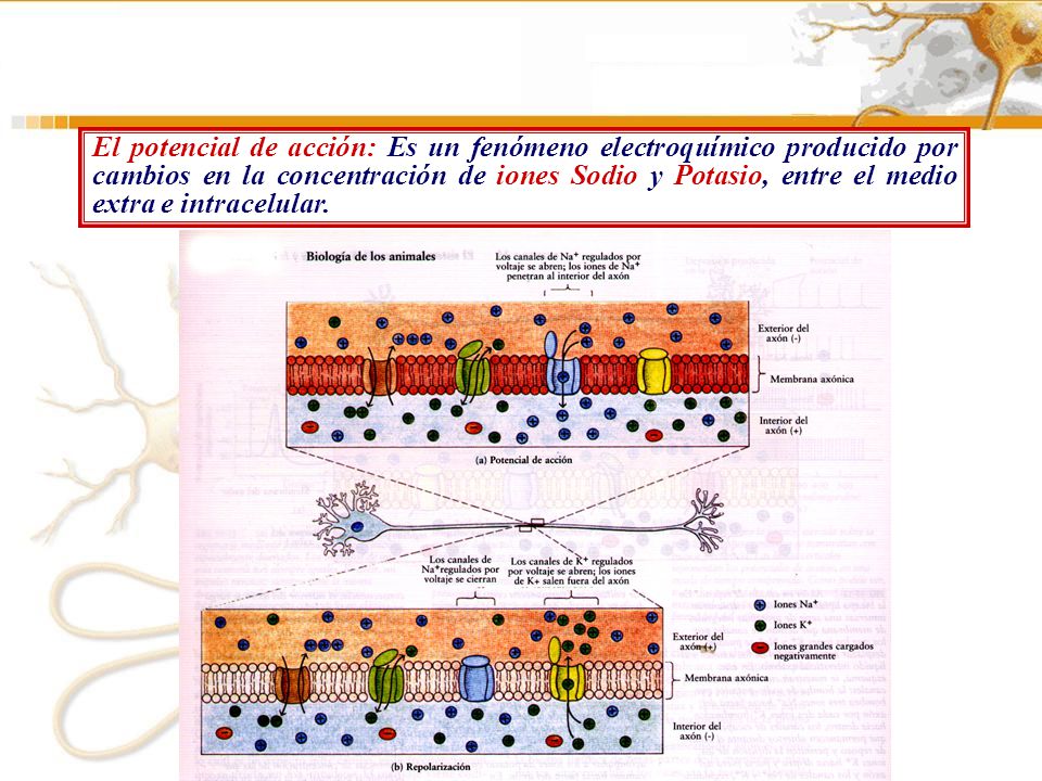 El potencial de acción: Es un fenómeno electroquímico producido por cambios en la concentración de iones Sodio y Potasio, entre el medio extra e intracelular.