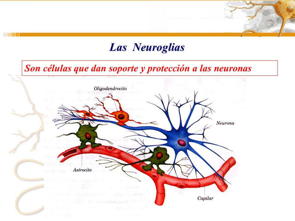 Las Neuroglias Son células que dan soporte y protección a las neuronas