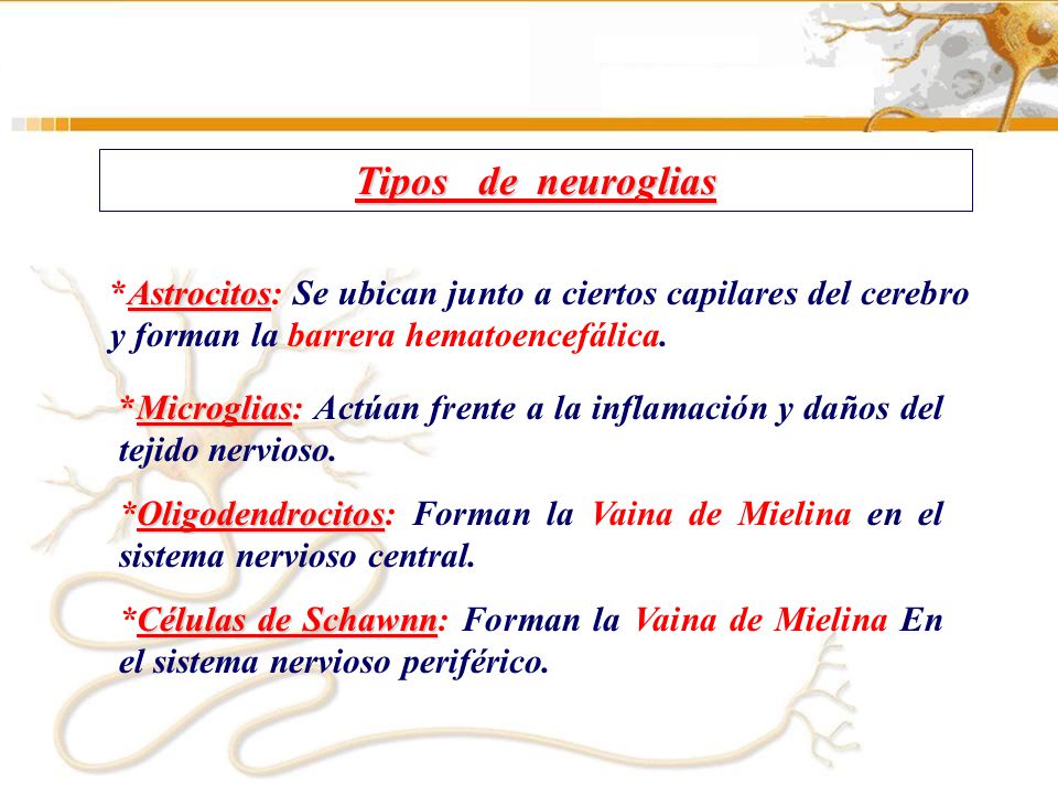 Tipos de neuroglias *Astrocitos: Se ubican junto a ciertos capilares del cerebro y forman la barrera hematoencefálica.