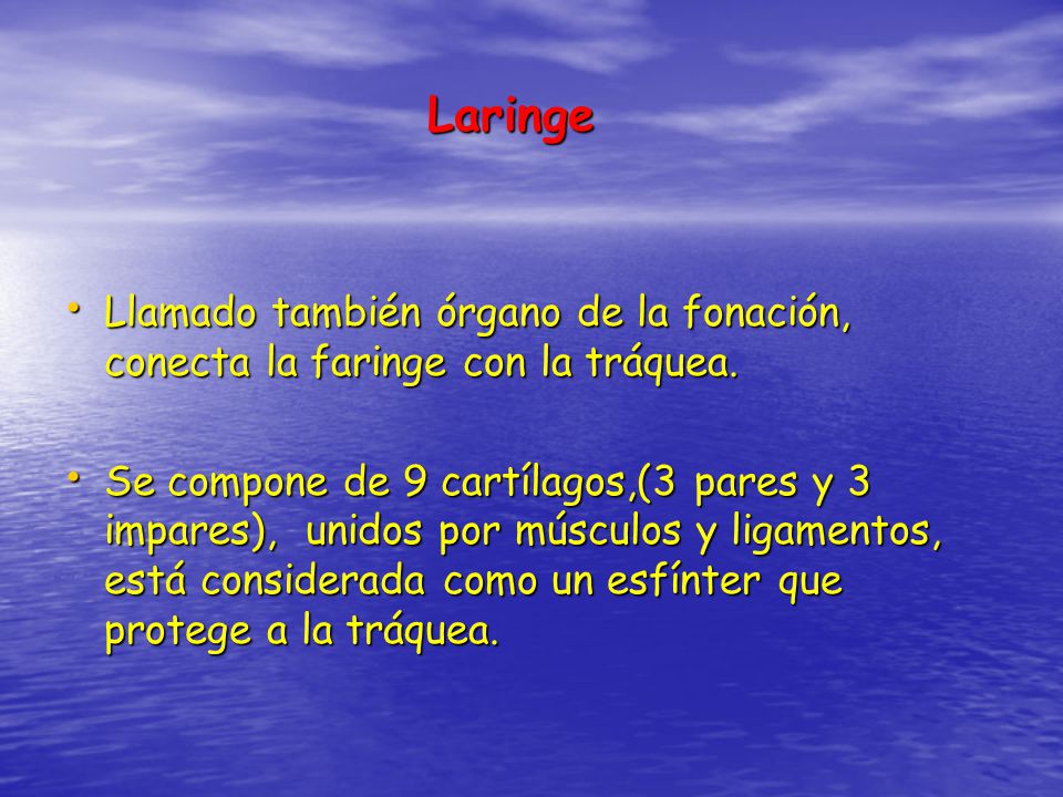 Laringe Llamado también órgano de la fonación, conecta la faringe con la tráquea.