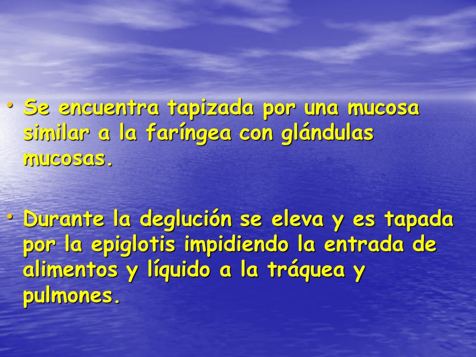 Se encuentra tapizada por una mucosa similar a la faríngea con glándulas mucosas.