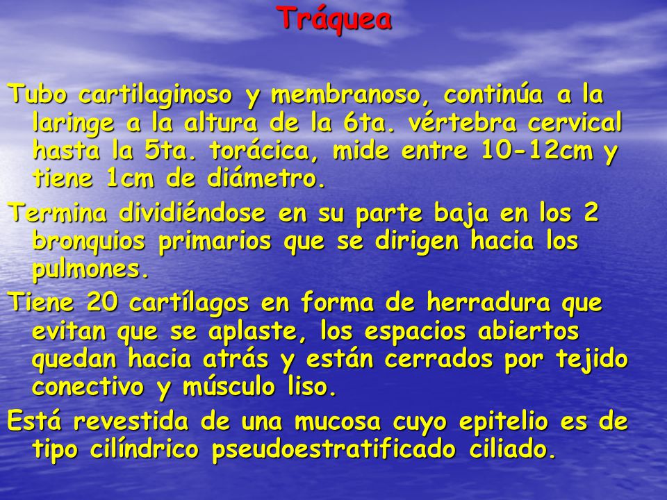 Tráquea
