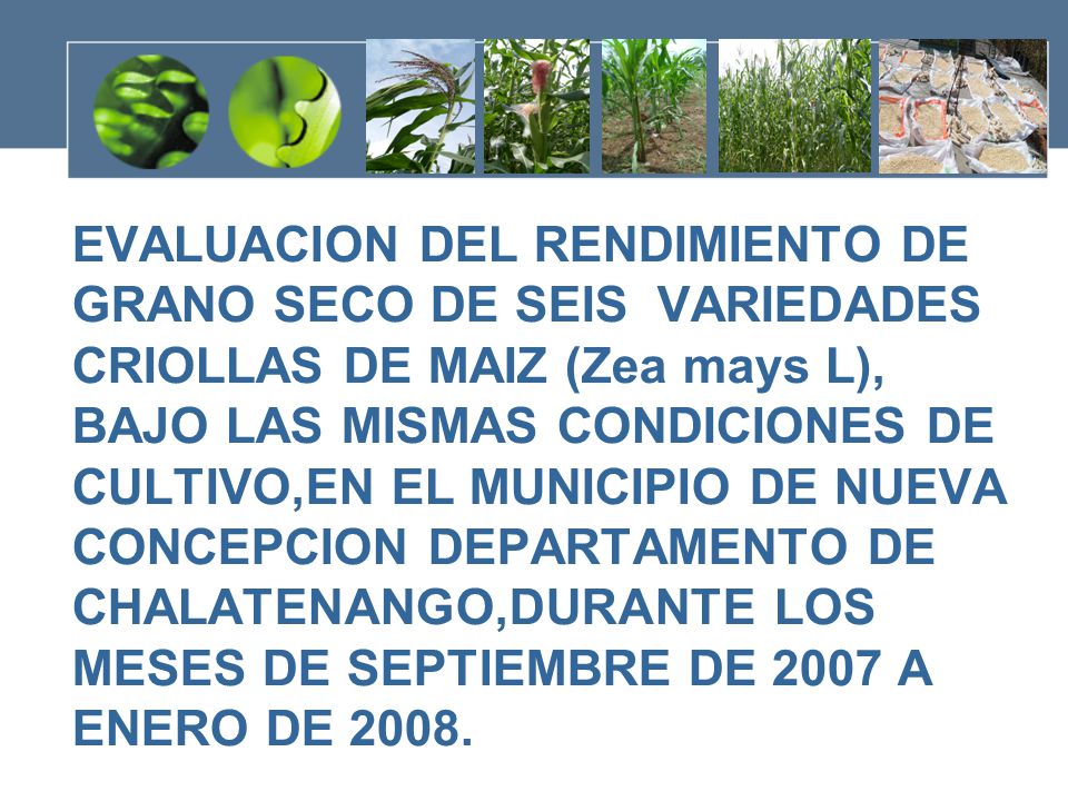 EVALUACION DEL RENDIMIENTO DE GRANO SECO DE SEIS VARIEDADES CRIOLLAS DE MAIZ (Zea mays L), BAJO LAS MISMAS CONDICIONES DE CULTIVO,EN EL MUNICIPIO DE NUEVA CONCEPCION DEPARTAMENTO DE CHALATENANGO,DURANTE LOS MESES DE SEPTIEMBRE DE 2007 A ENERO DE 2008.