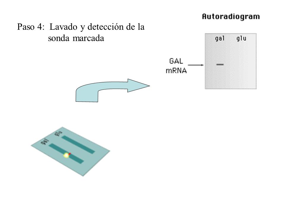 Paso 4: Lavado y detección de la sonda marcada