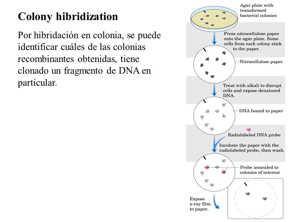 Colony hibridization