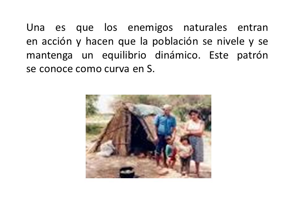 Una es que los enemigos naturales entran en acción y hacen que la población se nivele y se mantenga un equilibrio dinámico. Este patrón se conoce como curva en S.