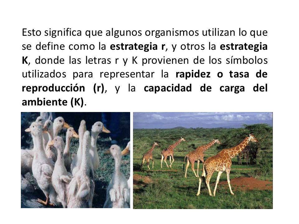 Esto significa que algunos organismos utilizan lo que se define como la estrategia r, y otros la estrategia K, donde las letras r y K provienen de los símbolos utilizados para representar la rapidez o tasa de reproducción (r), y la capacidad de carga del ambiente (K).