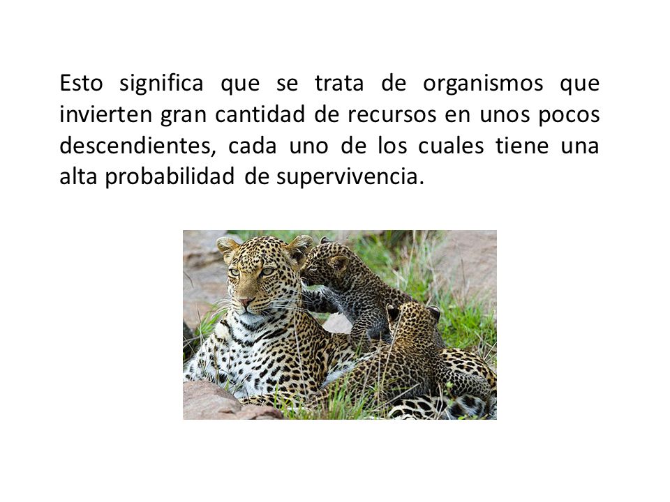 Esto significa que se trata de organismos que invierten gran cantidad de recursos en unos pocos descendientes, cada uno de los cuales tiene una alta probabilidad de supervivencia.