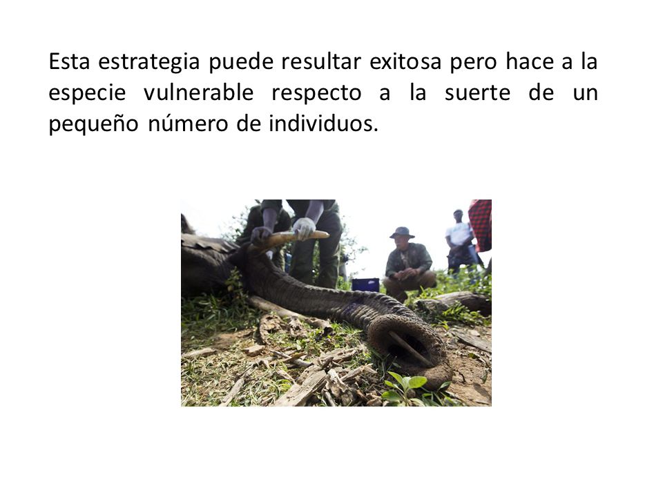 Esta estrategia puede resultar exitosa pero hace a la especie vulnerable respecto a la suerte de un pequeño número de individuos.