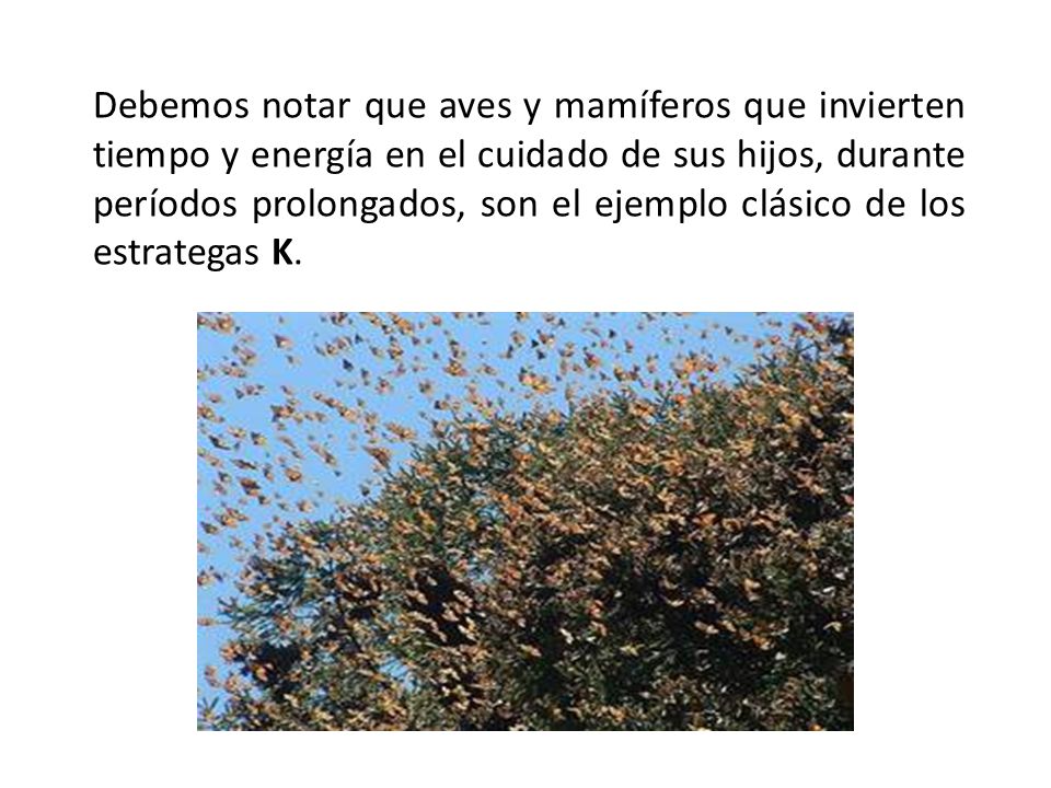 Debemos notar que aves y mamíferos que invierten tiempo y energía en el cuidado de sus hijos, durante períodos prolongados, son el ejemplo clásico de los estrategas K.