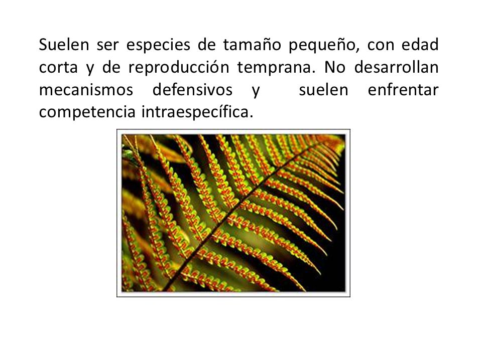 Suelen ser especies de tamaño pequeño, con edad corta y de reproducción temprana.