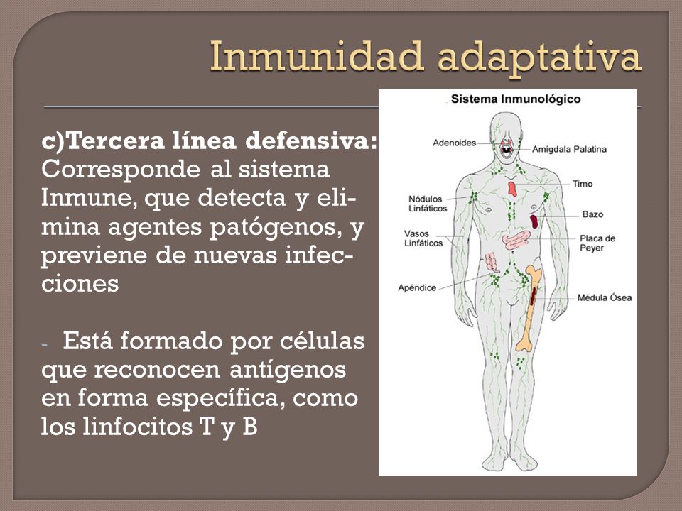 Inmunidad adaptativa c)Tercera línea defensiva: Corresponde al sistema