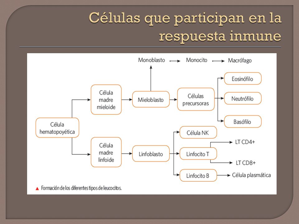 Células que participan en la respuesta inmune