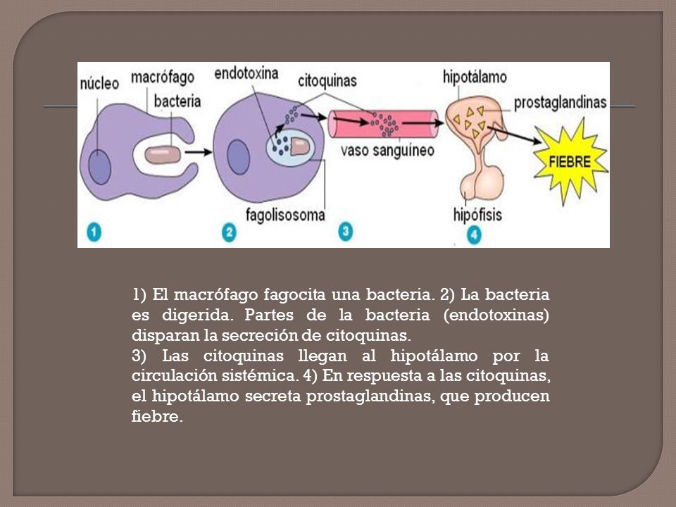 1) El macrófago fagocita una bacteria. 2) La bacteria es digerida