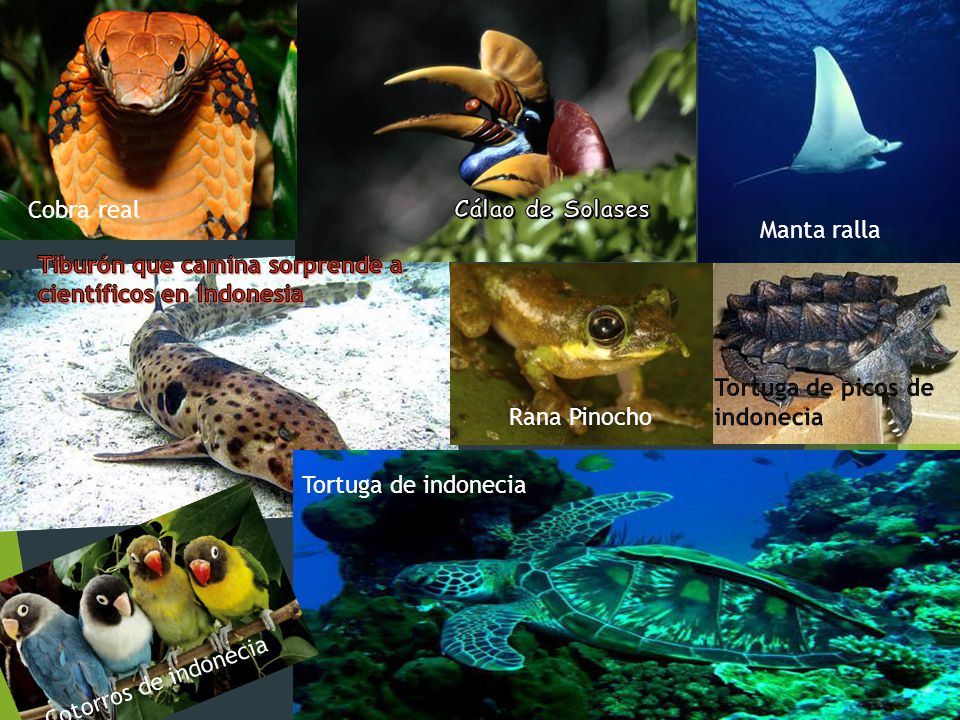 Cálao de Solases Cobra real. Manta ralla. Tiburón que camina sorprende a científicos en Indonesia.
