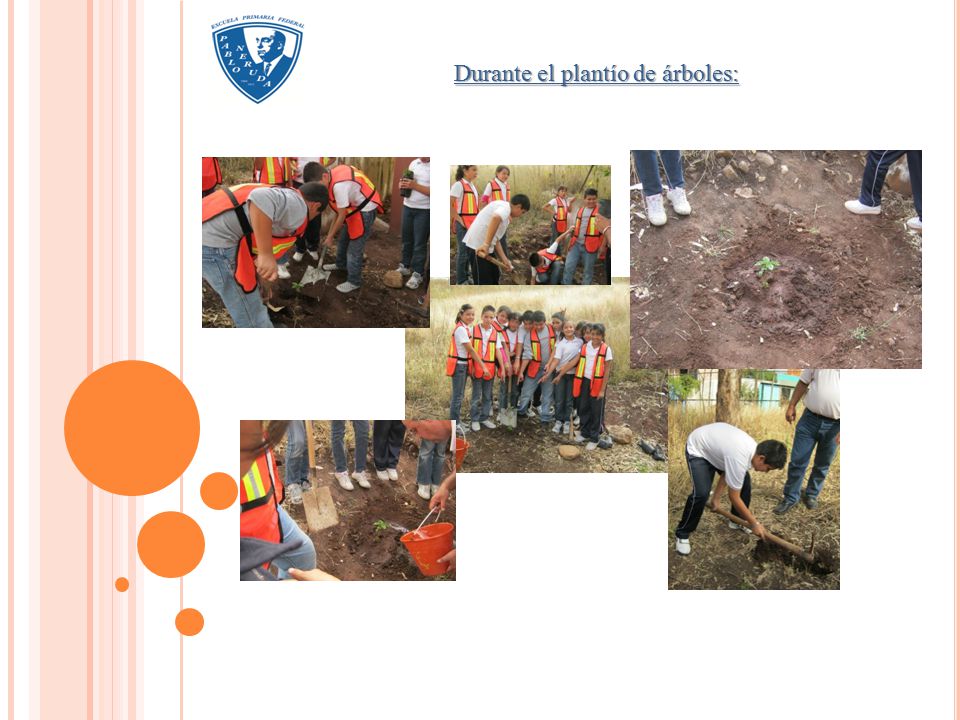 Durante el plantío de árboles: