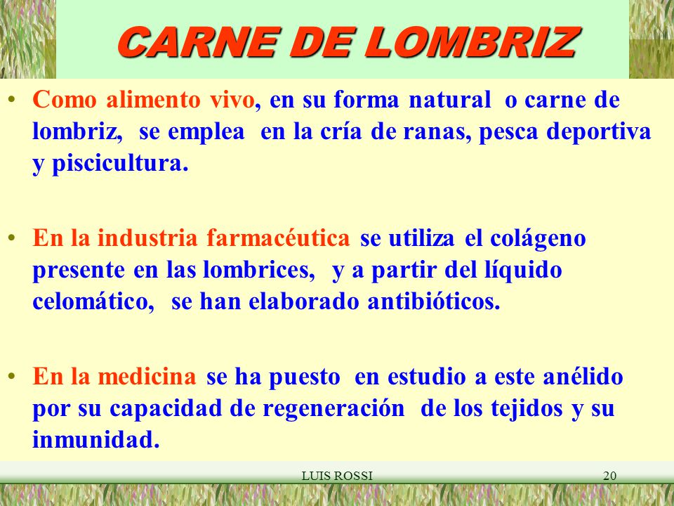 CARNE DE LOMBRIZ Como alimento vivo, en su forma natural o carne de lombriz, se emplea en la cría de ranas, pesca deportiva y piscicultura.