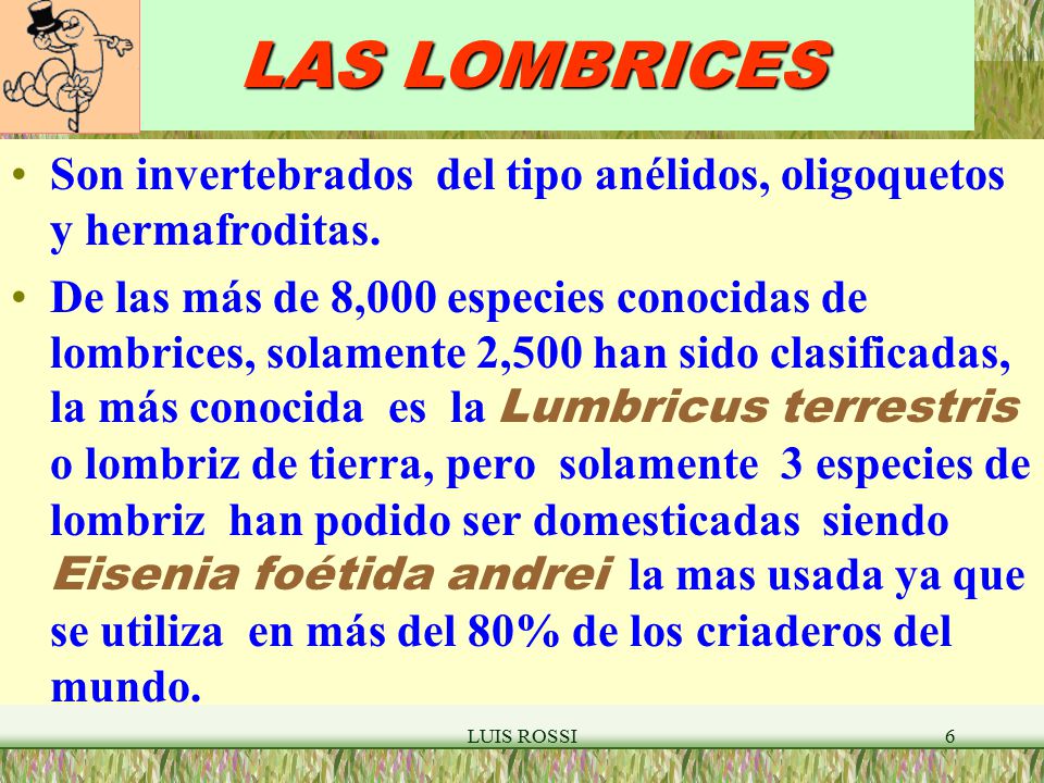 LAS LOMBRICES Son invertebrados del tipo anélidos, oligoquetos y hermafroditas.