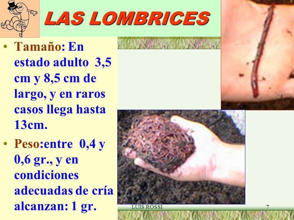 LAS LOMBRICES Tamaño: En estado adulto 3,5 cm y 8,5 cm de largo, y en raros casos llega hasta 13cm.