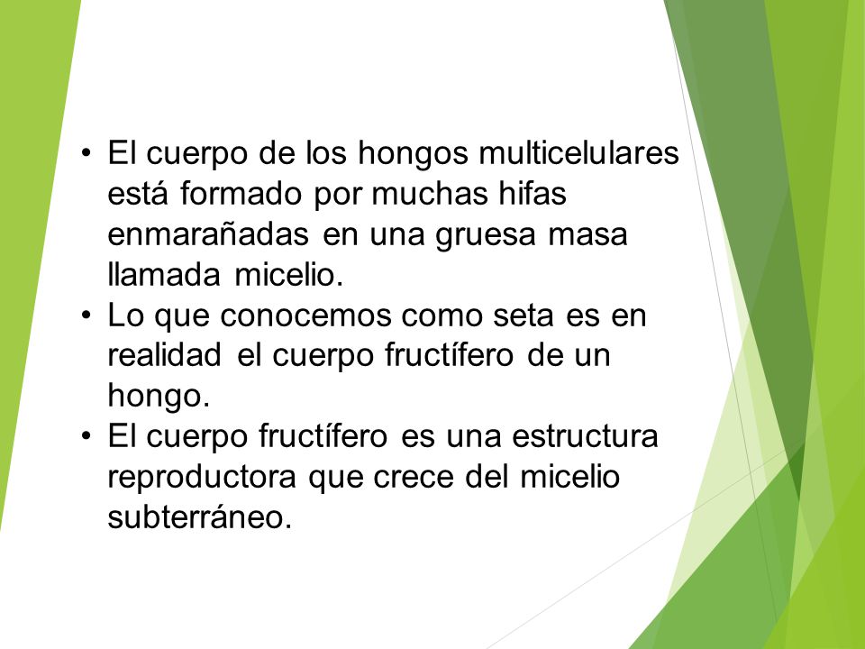 El cuerpo de los hongos multicelulares está formado por muchas hifas enmarañadas en una gruesa masa llamada micelio.