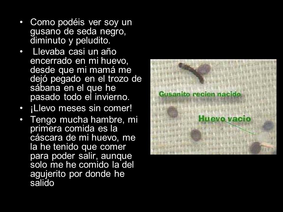 Como podéis ver soy un gusano de seda negro, diminuto y peludito.