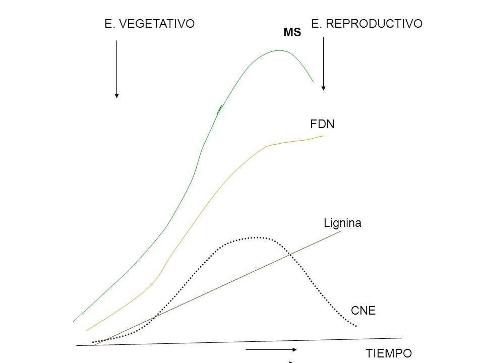 E. VEGETATIVO E. REPRODUCTIVO MS FDN Lignina CNE TIEMPO