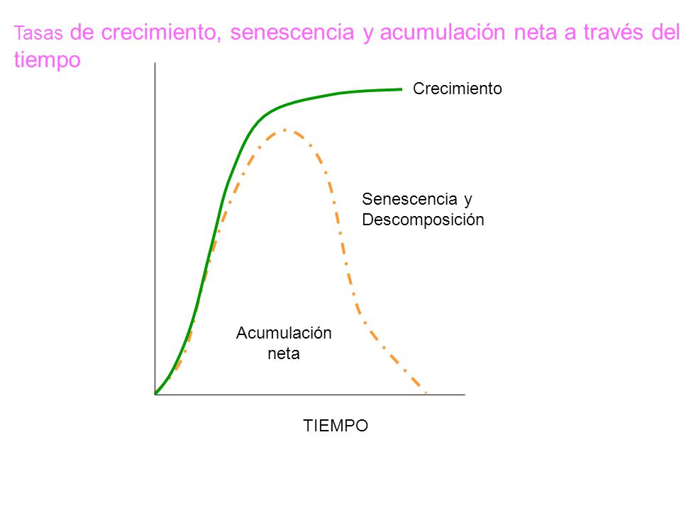Tasas de crecimiento, senescencia y acumulación neta a través del tiempo
