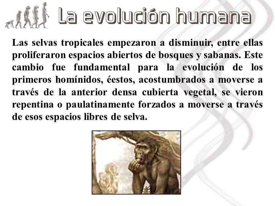 Las selvas tropicales empezaron a disminuir, entre ellas proliferaron espacios abiertos de bosques y sabanas.