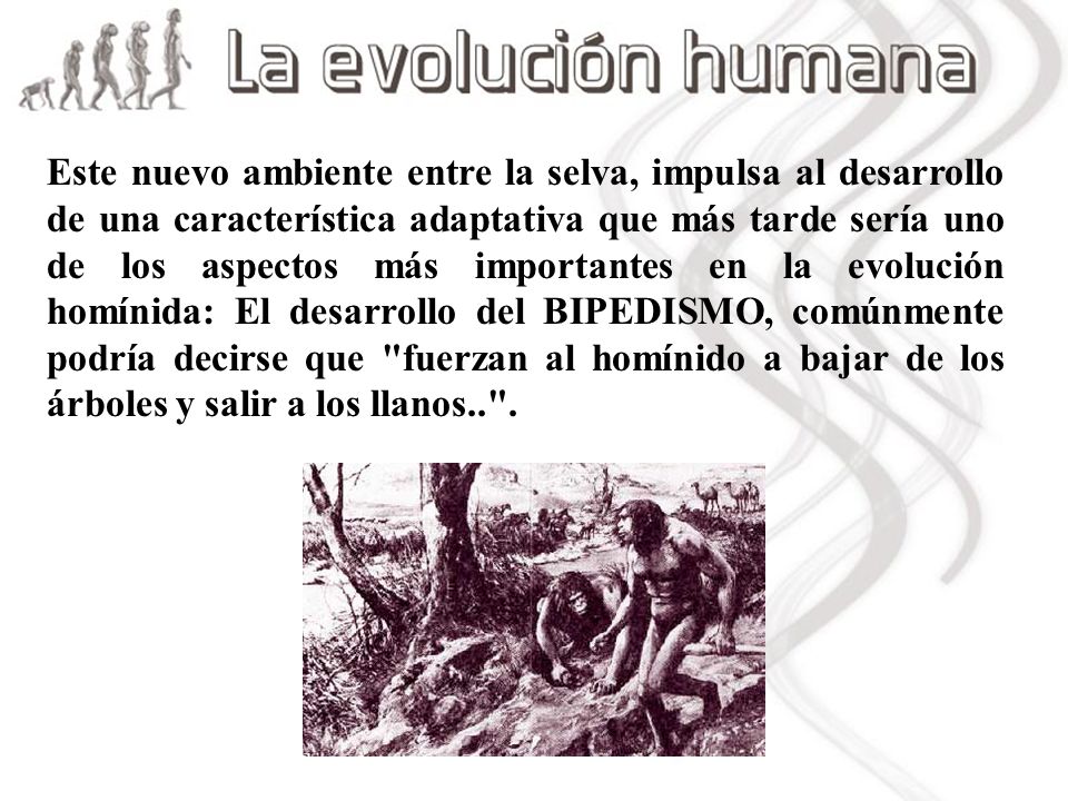 Este nuevo ambiente entre la selva, impulsa al desarrollo de una característica adaptativa que más tarde sería uno de los aspectos más importantes en la evolución homínida: El desarrollo del BIPEDISMO, comúnmente podría decirse que fuerzan al homínido a bajar de los árboles y salir a los llanos.. .