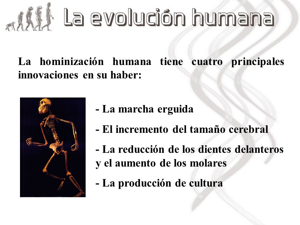 La hominización humana tiene cuatro principales innovaciones en su haber: