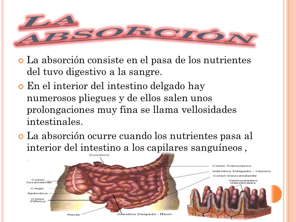 La absorción La absorción consiste en el pasa de los nutrientes del tuvo digestivo a la sangre.