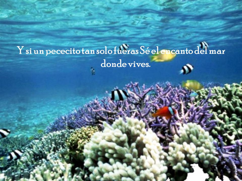 Y si un pececito tan solo fueras Sé el encanto del mar donde vives.