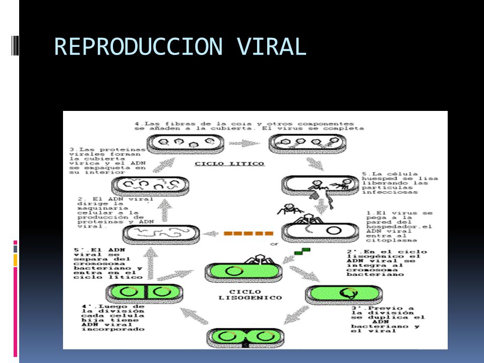 REPRODUCCION VIRAL