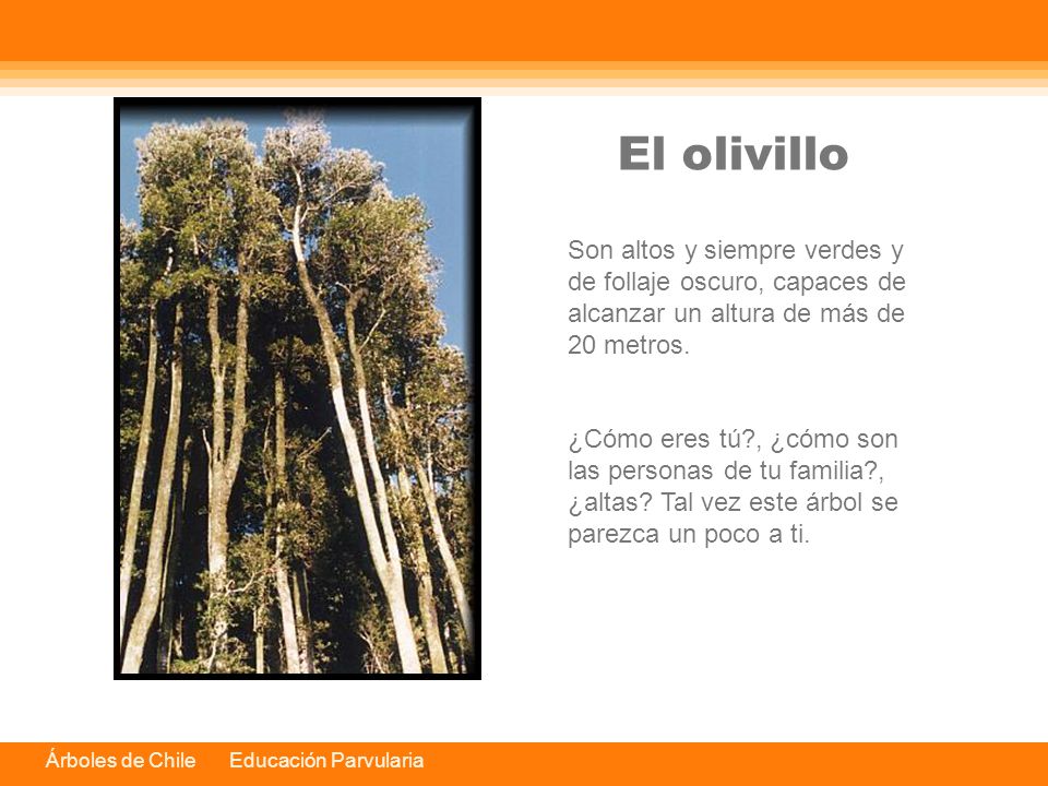 El olivillo Son altos y siempre verdes y de follaje oscuro, capaces de alcanzar un altura de más de 20 metros.