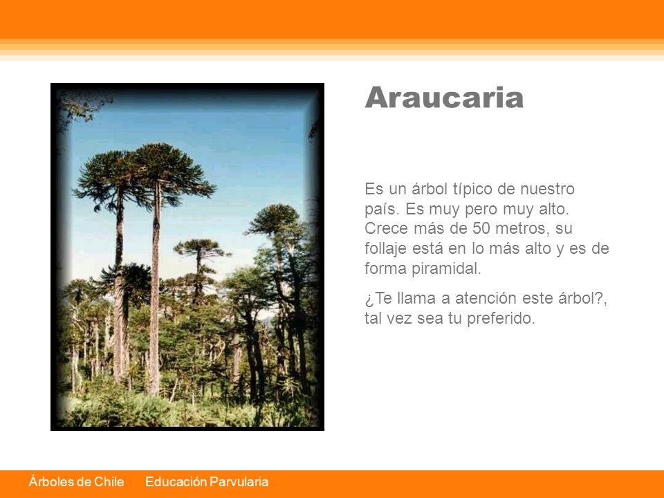 Araucaria Es un árbol típico de nuestro país. Es muy pero muy alto. Crece más de 50 metros, su follaje está en lo más alto y es de forma piramidal.