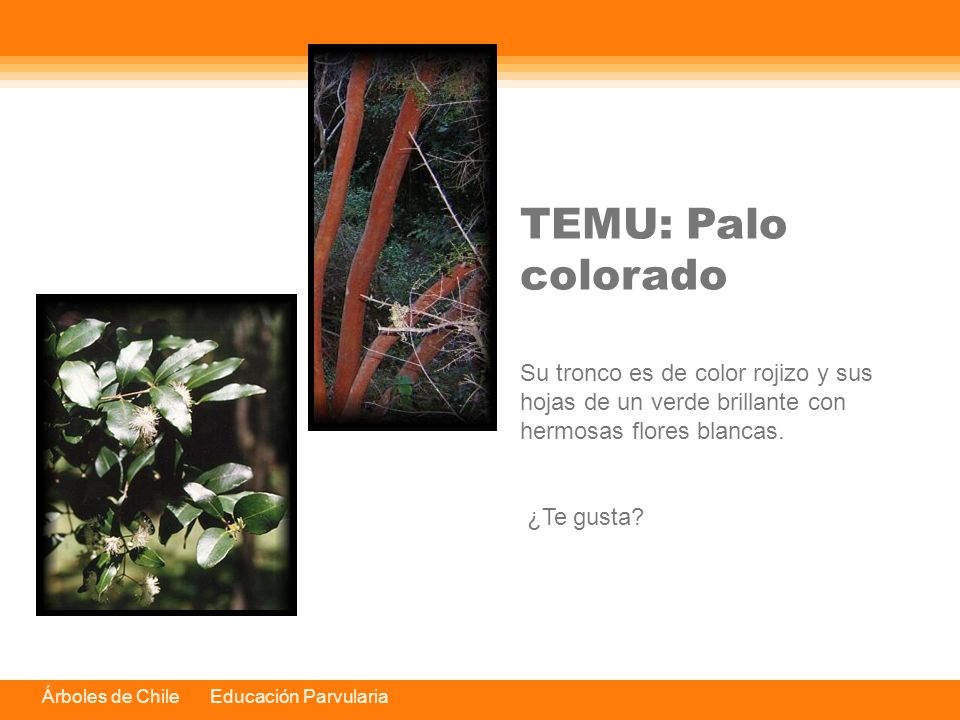 TEMU: Palo colorado Su tronco es de color rojizo y sus hojas de un verde brillante con hermosas flores blancas.