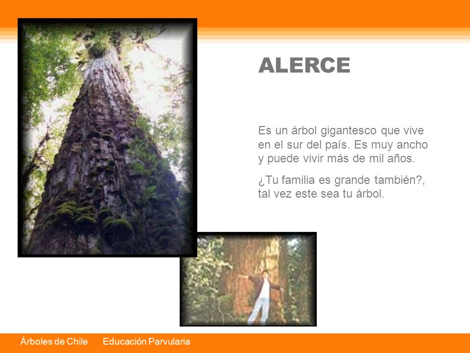 ALERCE Es un árbol gigantesco que vive en el sur del país. Es muy ancho y puede vivir más de mil años.