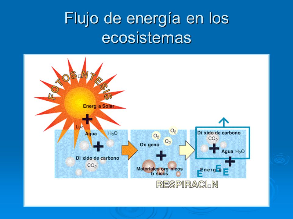 Flujo de energía en los ecosistemas