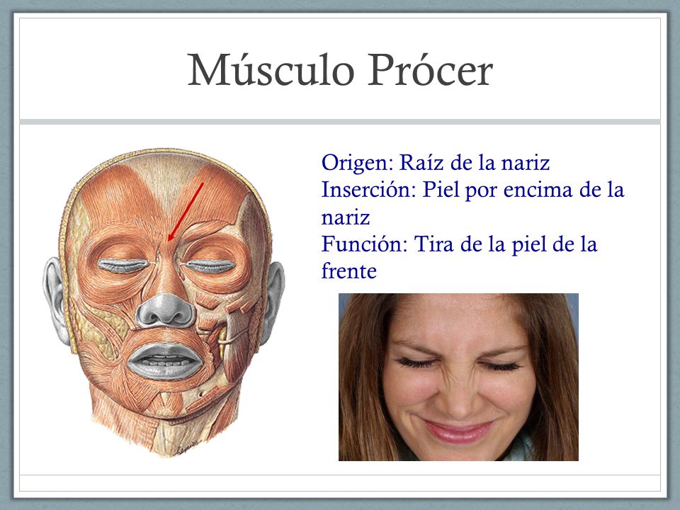 Músculo Prócer Origen: Raíz de la nariz Inserción: Piel por encima de la nariz Función: Tira de la piel de la frente.