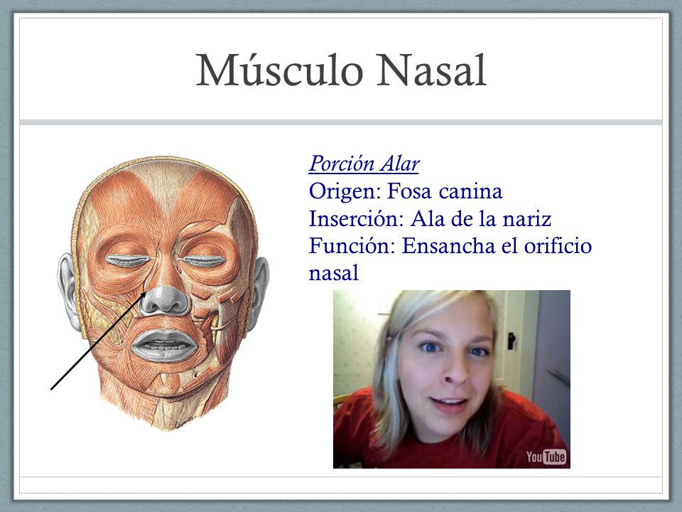 Músculo Nasal Porción Alar Origen: Fosa canina Inserción: Ala de la nariz Función: Ensancha el orificio nasal.