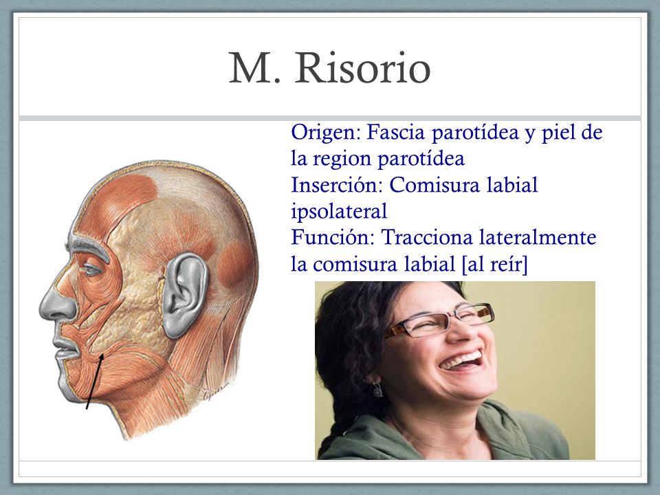 M. Risorio Origen: Fascia parotídea y piel de la region parotídea Inserción: Comisura labial ipsolateral.