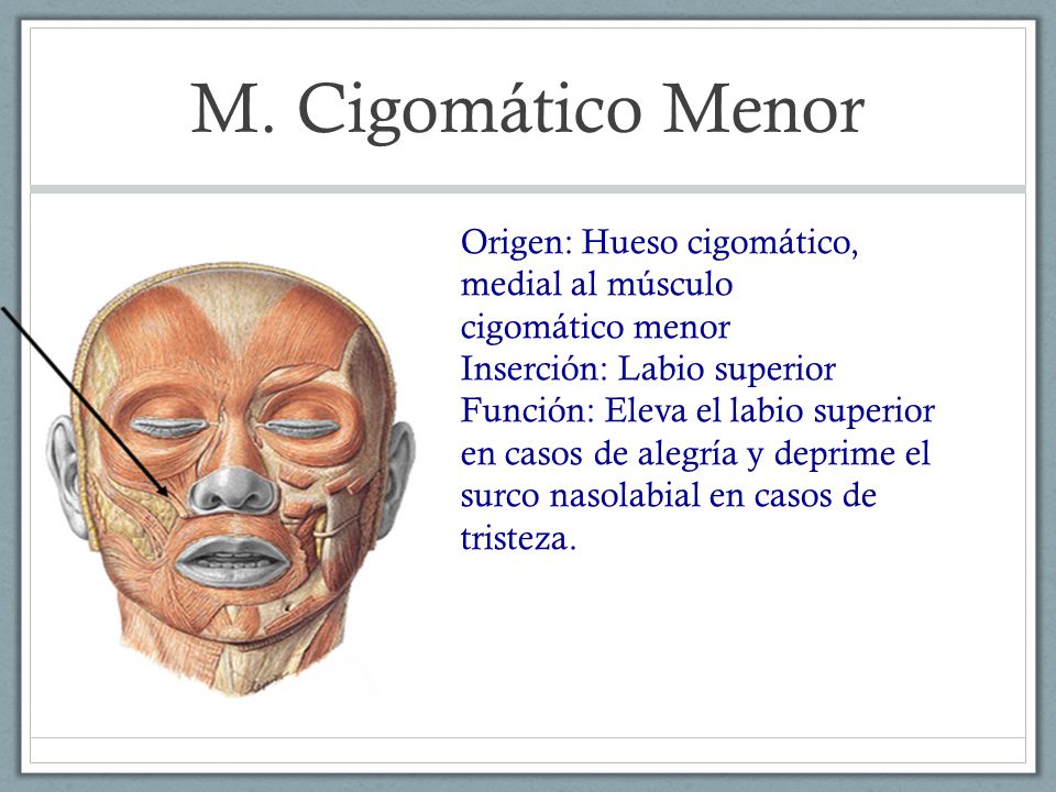 M. Cigomático Menor Origen: Hueso cigomático, medial al músculo cigomático menor Inserción: Labio superior.