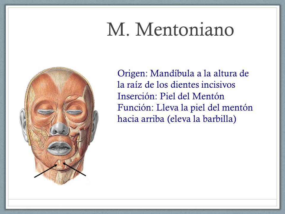 M. Mentoniano Origen: Mandíbula a la altura de la raíz de los dientes incisivos Inserción: Piel del Mentón.