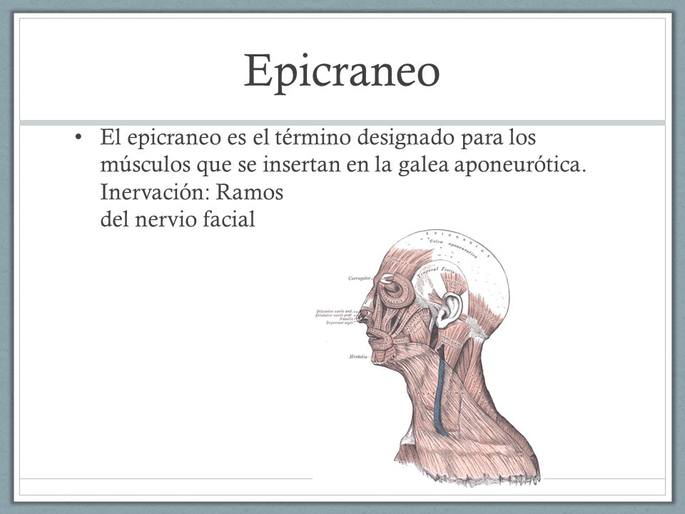 Epicraneo El epicraneo es el término designado para los músculos que se insertan en la galea aponeurótica.
